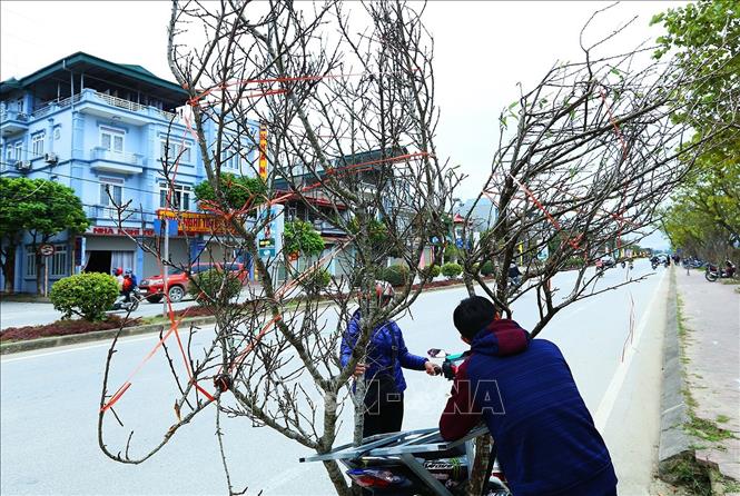 Trong ảnh: Những cây đào rừng được bán để chuyển về dưới đồng bằng. Ảnh: Phan Tuấn Anh  - TTXVN