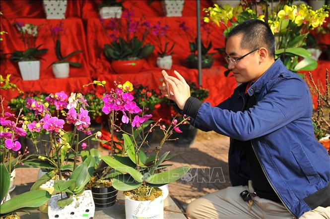 Trong ảnh: Du khách tham quan và mua cây, hoa về trang trí để đón Tết. Ảnh: Minh Đức - TTXVN