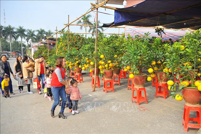 Trong ảnh: Du khách tham quan và mua cây, hoa về trang trí để đón Tết. Ảnh: Minh Đức - TTXVN