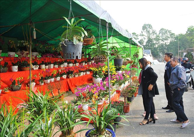 Trong ảnh: Du khách tham quan và mua cây, hoa về trang trí để đón Tết. Ảnh: Minh Đức - TTXVN