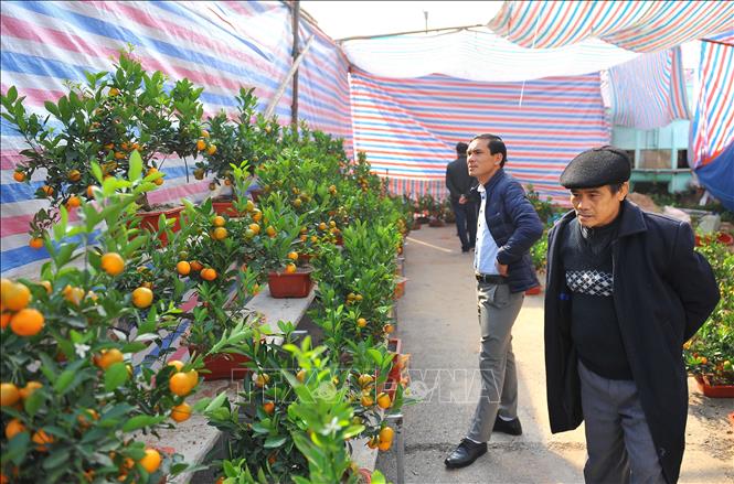 Trong ảnh: Du khách tham quan và mua cây, hoa về trang trí để đón Tết. Ảnh: Minh Đức - TTXVN