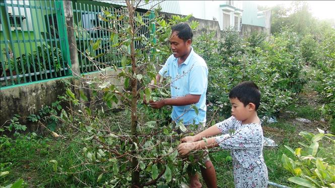 Trong ảnh: Hội viên Tổ hợp tác dịch vụ nông nghiệp mai vàng Bến Kéo tuốt lá, tỉa cành mai vàng để chuẩn bị bán vào dịp tết. Ảnh: Thanh Tân-TTXVN