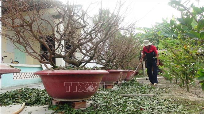 Trong ảnh: Mai vàng của Tổ hợp tác dịch vụ nông nghiệp mai vàng Bến Kéo đã được tuốt lá, tỉa cành để chuẩn bị bán vào dịp tết. Ảnh: Thanh Tân-TTXVN