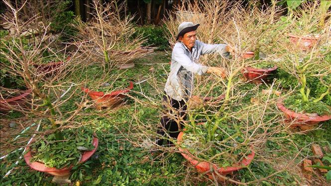 Trong ảnh: Hội viên Tổ hợp tác dịch vụ nông nghiệp mai vàng Bến Kéo tuốt lá, tỉa cành mai vàng để chuẩn bị bán vào dịp tết. Ảnh: Thanh Tân-TTXVN