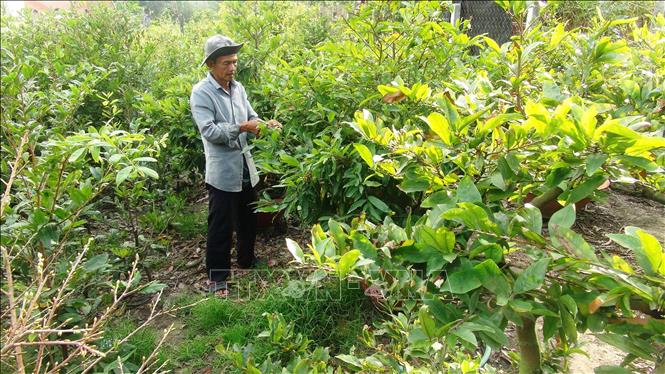 Trong ảnh: Hội viên Tổ hợp tác dịch vụ nông nghiệp mai vàng Bến Kéo tuốt lá, tỉa cành mai vàng. Ảnh: Thanh Tân-TTXVN