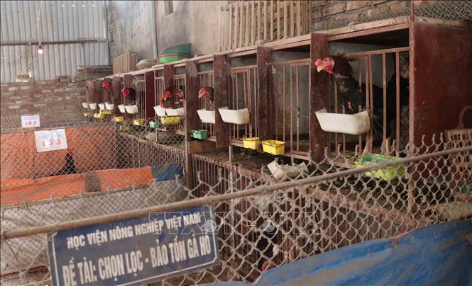 Trong ảnh: Gà Hồ được chăm sóc, theo dõi cẩn thận trong những chuồng riêng. Ảnh: Thái Hùng - TTXVN