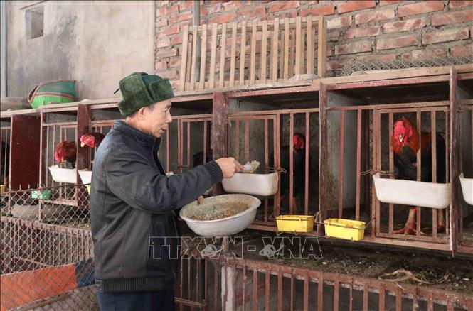 Trong ảnh: Chăm sóc gà Hồ cung ứng thị trường Tết. Ảnh: Thái Hùng - TTXVN