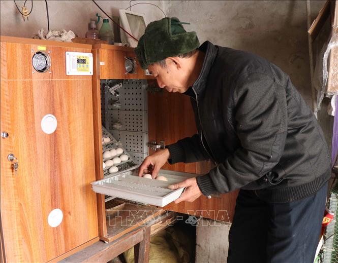 Trong ảnh: Do gà Hồ sinh sản ít nên trứng được ấp trong lồng để bảo đảm tỉ lệ nở cao. Ảnh: Thái Hùng - TTXVN