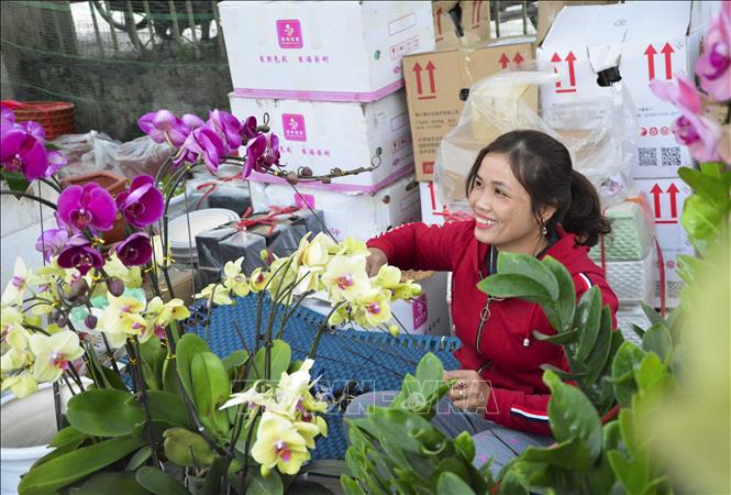 Trong ảnh: Chủ hàng hoa đang chăm sóc cây lan, chuẩn bị bán cho khách. Ảnh: Văn Dũng - TTXVN
