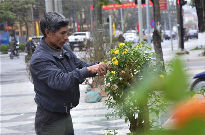 Trong ảnh: Chủ hàng hoa tranh thủ chăm sóc hoa. Ảnh: Văn Dũng - TTXVN