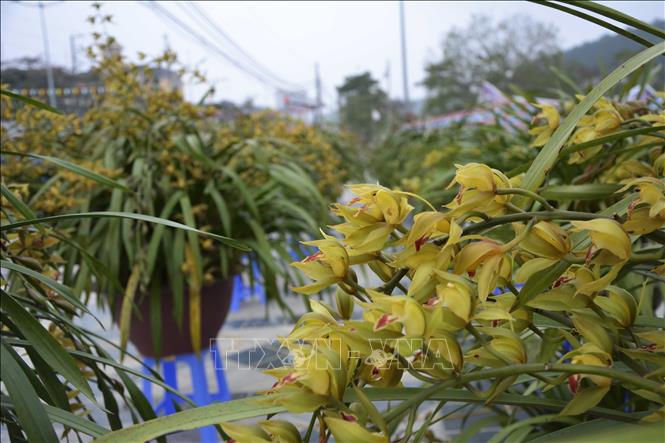 Trong ảnh: Nhiều loại hoa lan được bày bán ở khu chợ hoa, trong đó hoa địa lan vẫn là tâm điểm hút khách đến hỏi mua nhất. Ảnh: Văn Dũng - TTXVN