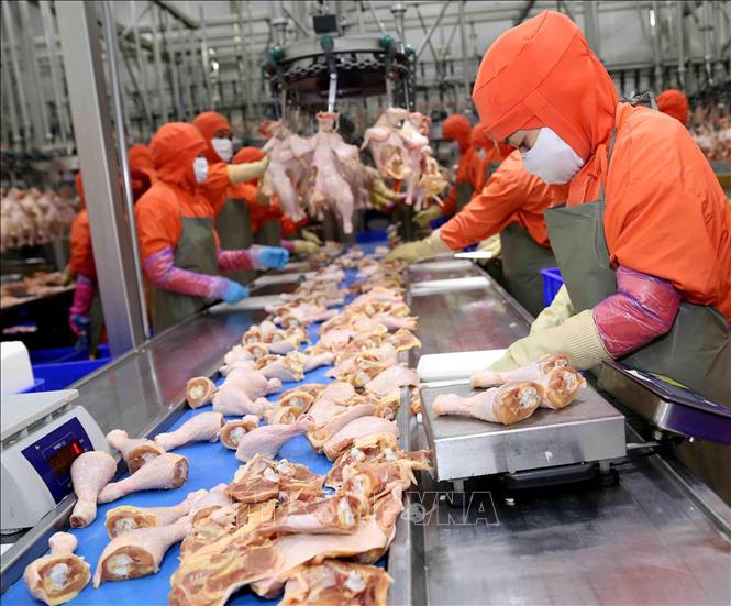 Trong ảnh: Nhà máy chế biến thực phẩm C.P Hà Nội (Công ty Cổ phần chăn nuôi C.P Việt Nam) cung cấp 500 tấn thịt gà cho thị trường Tết Kỷ Hợi. Ảnh: Vũ Sinh - TTXVN