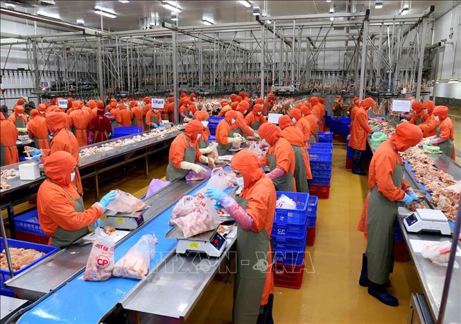 Trong ảnh: Nhà máy chế biến thực phẩm C.P Hà Nội (Công ty Cổ phần chăn nuôi C.P Việt Nam) cung cấp 500 tấn thịt gà cho thị trường Tết Kỷ Hợi. Ảnh: Vũ Sinh - TTXVN
