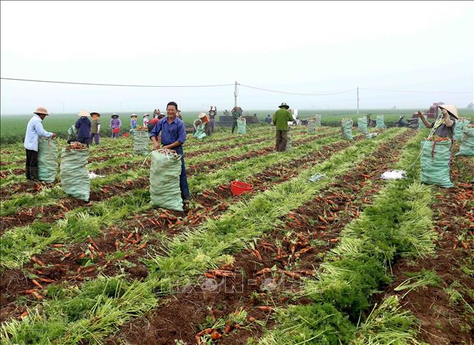 Trong ảnh: Thu hoạch cà rốt tại xã Đức Chính, huyện Cẩm Giàng. Ảnh: Vũ Sinh - TTXVN