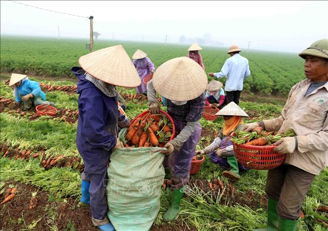 Trong ảnh: Thu hoạch cà rốt tại xã Đức Chính, huyện Cẩm Giàng. Ảnh: Vũ Sinh - TTXVN
