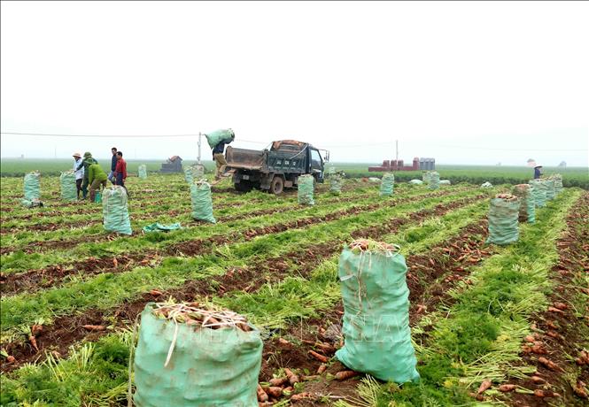 Trong ảnh: Thu hoạch cà rốt tại xã Đức Chính, huyện Cẩm Giàng. Ảnh: Vũ Sinh - TTXVN