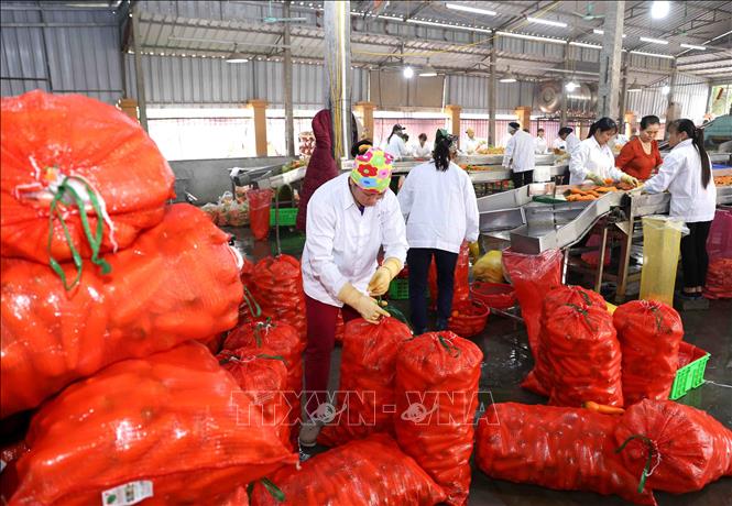 Trong ảnh: Mỗi ngày, Công ty CP chế biến Tân Hương, xã Cẩm Văn, huyện Cẩm Giàng thu mua, chế biến, đóng gói, cung cấp cho thị trường trong nước và xuất khẩu khoảng 75 tấn củ cà rốt. Ảnh: Vũ Sinh - TTXVN