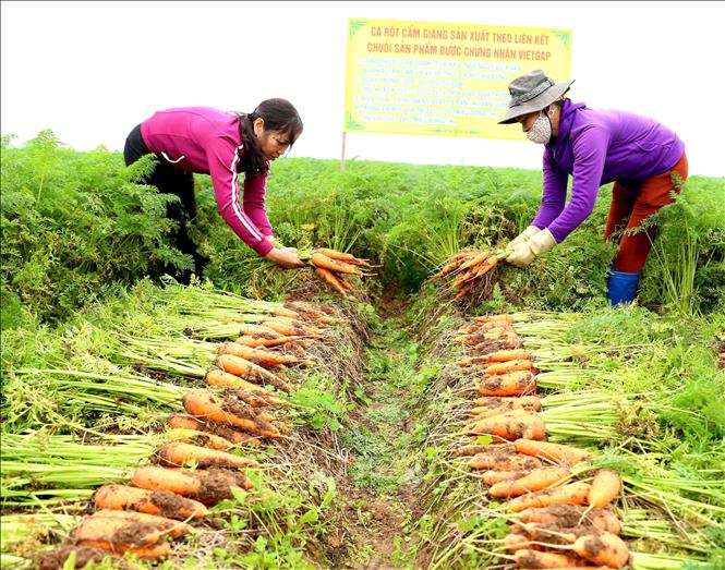 Trong ảnh: Thu hoạch cà rốt tại xã Đức Chính, huyện Cẩm Giàng. Ảnh: Vũ Sinh – TTXVN

