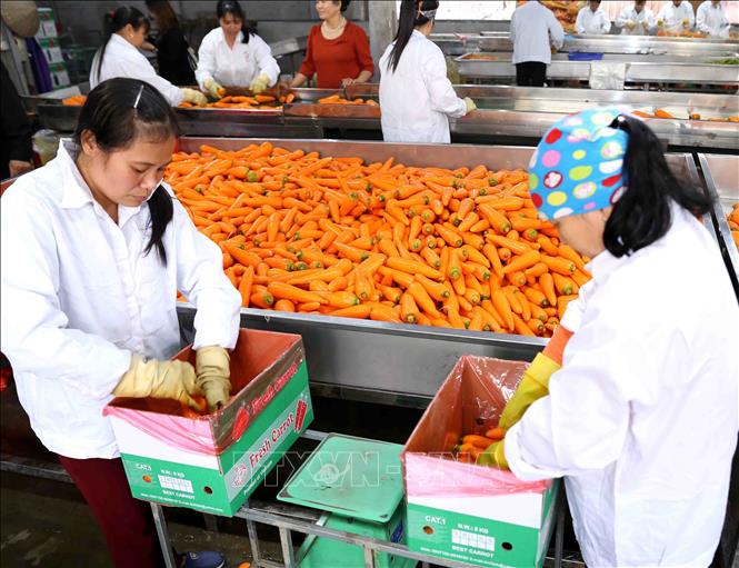 Trong ảnh: Sơ chế, đóng gói củ cà rốt cung cấp cho thị trường trong nước và xuất khẩu tại Công ty CP chế biến Tân Hương, xã Cẩm Văn, huyện Cẩm Giàng. Ảnh: Vũ Sinh - TTXVN