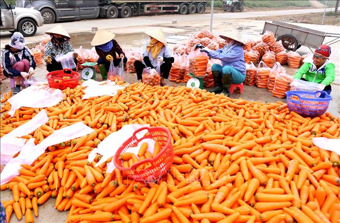 Trong ảnh: Mỗi ngày, Công ty CP chế biến Tân Hương, xã Cẩm Văn, huyện Cẩm Giàng thu mua, chế biến, đóng gói, cung cấp cho thị trường trong nước và xuất khẩu khoảng 75 tấn củ cà rốt. Ảnh: Vũ Sinh - TTXVN