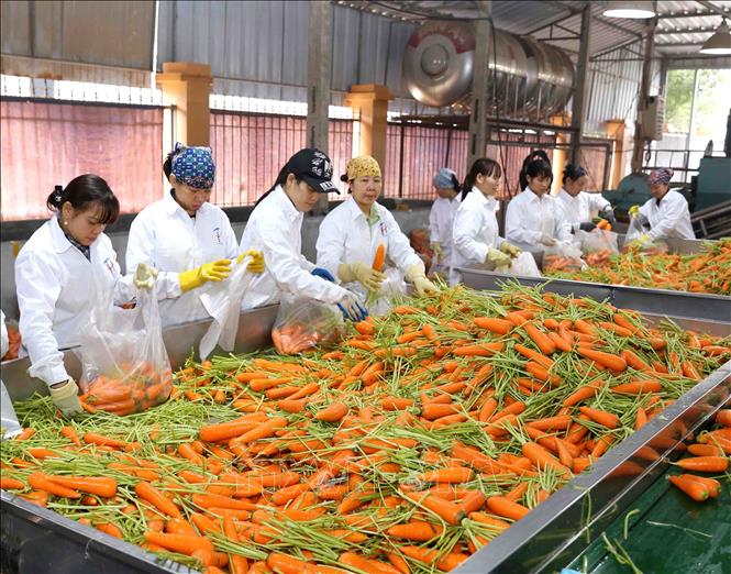 Trong ảnh: Mỗi ngày, Công ty CP chế biến Tân Hương, xã Cẩm Văn, huyện Cẩm Giàng thu mua, chế biến, đóng gói, cung cấp cho thị trường trong nước và xuất khẩu khoảng 75 tấn củ cà rốt. Ảnh: Vũ Sinh - TTXVN