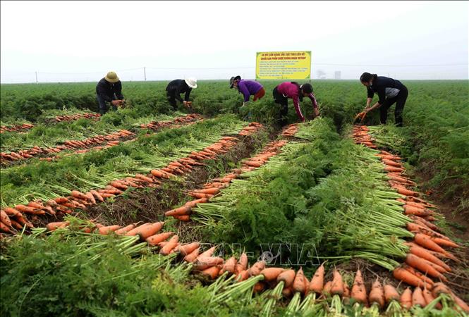 Trong ảnh: Thu hoạch cà rốt tại xã Đức Chính, huyện Cẩm Giàng. Ảnh: Vũ Sinh – TTXVN

