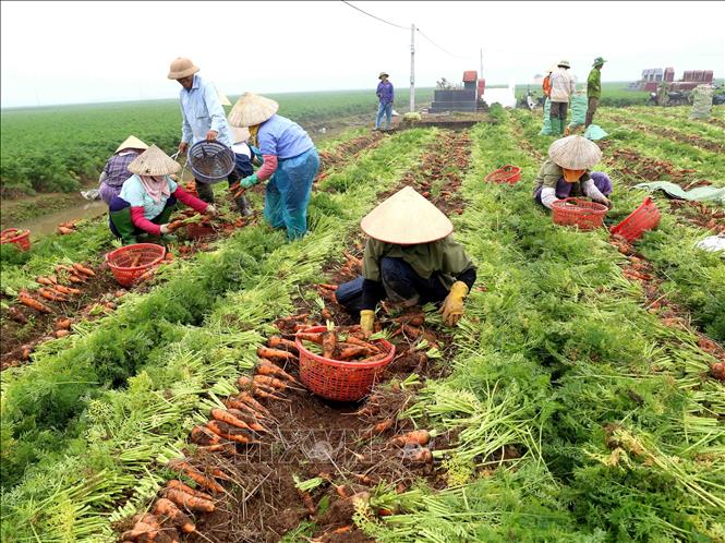 Trong ảnh: Thu hoạch cà rốt tại xã Đức Chính, huyện Cẩm Giàng. Ảnh: Vũ Sinh – TTXVN

