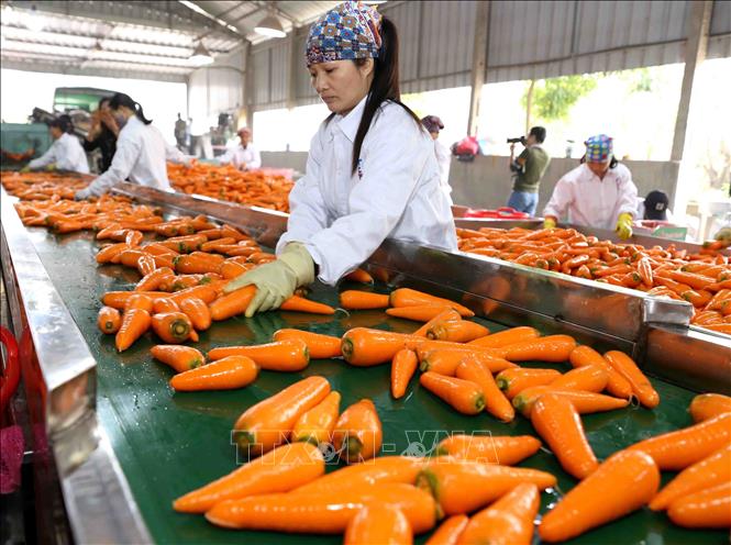 Trong ảnh: Sơ chế, đóng gói củ cà rốt cung cấp cho thị trường trong nước và xuất khẩu tại Công ty CP chế biến Tân Hương, xã Cẩm Văn, huyện Cẩm Giàng. Ảnh: Vũ Sinh - TTXVN