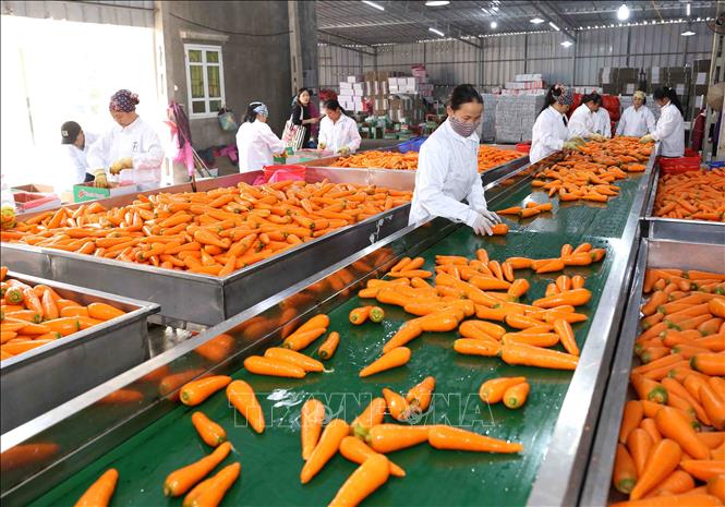 Trong anrhH: Sơ chế, đóng gói củ cà rốt cung cấp cho thị trường trong nước và xuất khẩu tại Công ty CP chế biến Tân Hương, xã Cẩm Văn, huyện Cẩm Giàng. Ảnh: Vũ Sinh - TTXVN