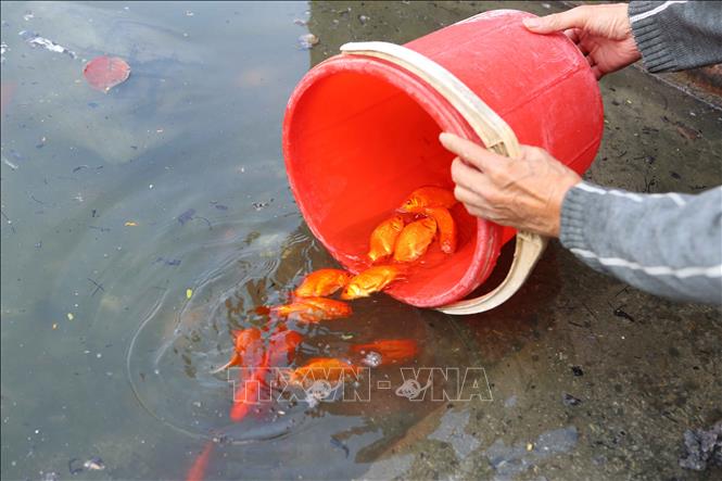 Trong ảnh: Người dân thủ đô thủ đô thả cá chép tại khu vực hồ Thủ Lệ. Ảnh: Thành Đạt – TTXVN
