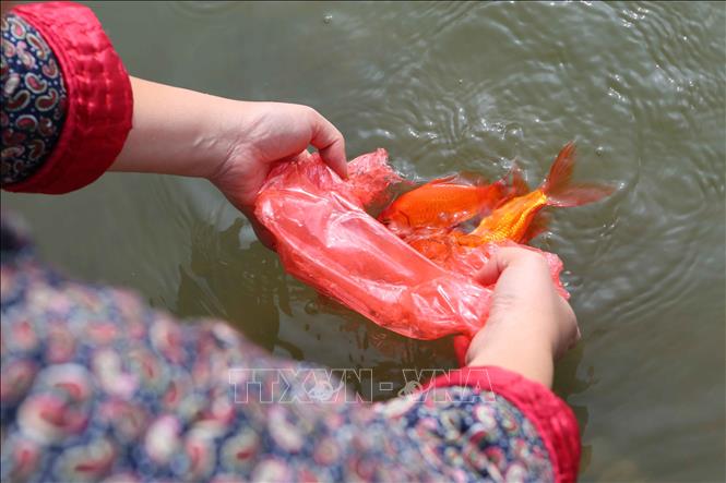 Trong ảnh: Người dân thủ đô thủ đô thả cá chép tại khu vực hồ Ngọc Khánh. Ảnh: Thành Đạt – TTXVN
