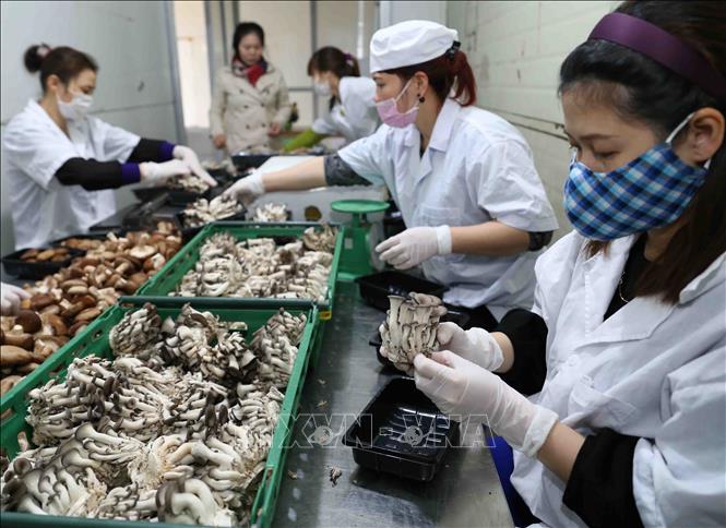 Trong ảnh: Đóng gói sản phẩm nấm để cung cấp cho thị trường. Ảnh: Vũ Sinh - TTXVN