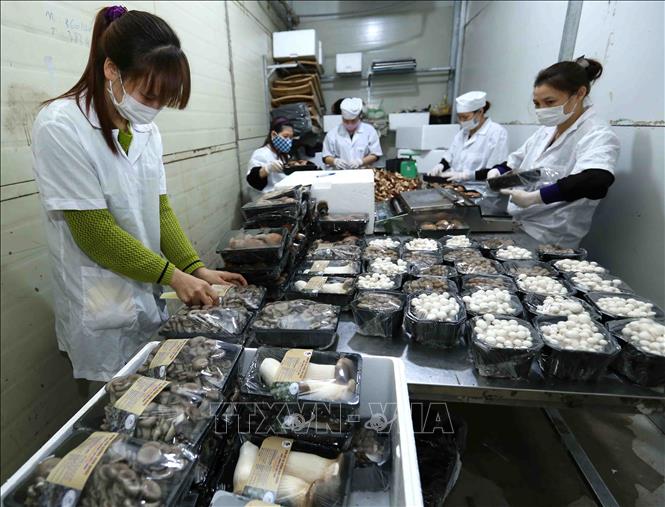 Trong ảnh: Đóng gói sản phẩm nấm để cung cấp cho thị trường. Ảnh: Vũ Sinh - TTXVN