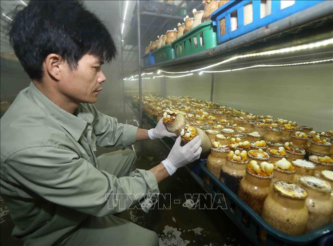 Trong ảnh: Kiểm tra chất lượng sản phẩm nấm linh chi được nuôi trồng trong môi trường nhiệt độ 16 – 20 độ C. Ảnh: Vũ Sinh - TTXVN