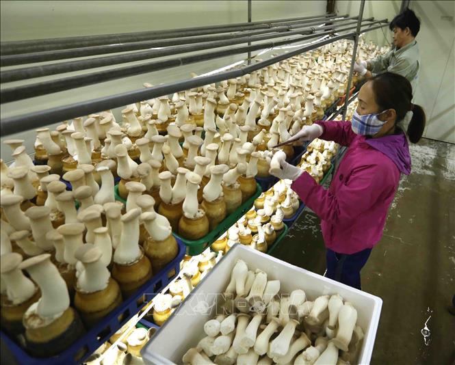 Trong ảnh: Thu hoạch nấm đùi gà. Ảnh: Vũ Sinh - TTXVN