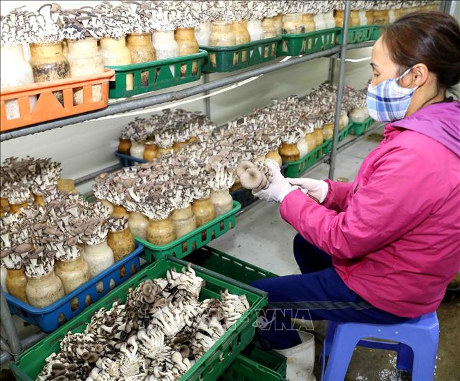Trong ảnh: Thu hoạch nấm yến. Ảnh: Vũ Sinh - TTXVN