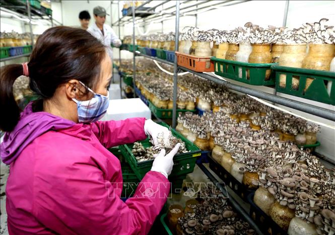 Trong ảnh: Thu hoạch nấm yến. Ảnh: Vũ Sinh - TTXVN