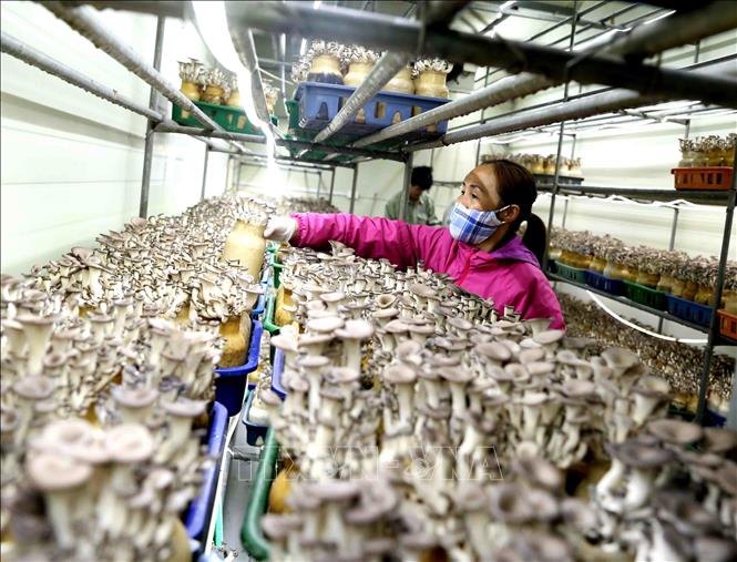 Trong ảnh: Kiểm tra chất lượng sản phẩm nấm yến trước khi thu hoạch. Ảnh: Vũ Sinh - TTXVN