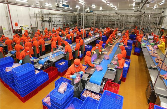Trong ảnh: Chế biến sản phẩm xúc xích sử dụng công nghệ thanh trùng hiện đại của Châu Âu tại Công ty Cổ phần Chăn nuôi C.P Việt Nam (vốn đầu tư của Thái Lan), chi nhánh Hà Nội. Ảnh: Danh Lam – TTXVN