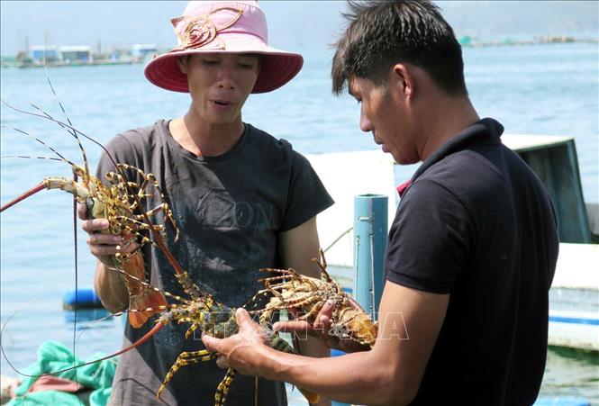 Shrimp exports expected to rake in 4 billion USD in 2019 - VNA Photos ...