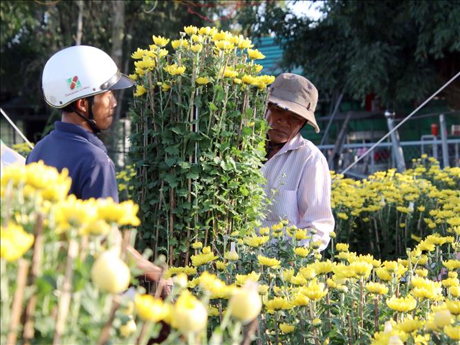 Trong ảnh: Các nhà vườn ở Cà Mau rất phấn khởi vì giá hoa kiểng tăng cao. Ảnh: Kim Há-TTXVN