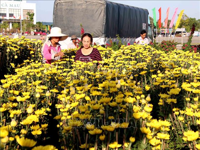 Trong ảnh: Người dân Cà Mau chọn mua hoa kiểng. Ảnh: Kim Há-TTXVN