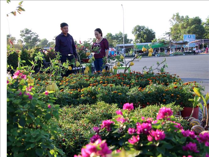 Trong ảnh: Người dân Cà Mau chọn mua hoa kiểng trong dịp Tết Kỷ Hợi. Ảnh: Kim Há-TTXVN