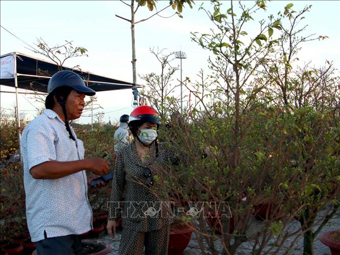Trong ảnh: Người dân Cà Mau chọn mua hoa kiểng trong dịp Tết Kỷ Hợi. Ảnh: Kim Há-TTXVN