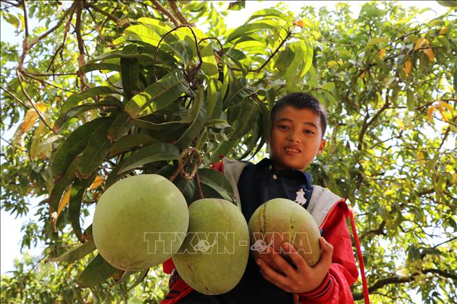 Trong ảnh: Những quả xoài Úc mọng đỏ đang hút hàng. Ảnh: Dương Chí Tưởng-TTXVN
