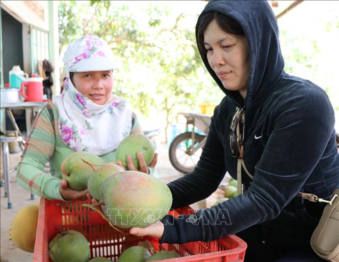 Trong ảnh: Những quả xoài Úc chín mọng đang hút hàng. Ảnh: Dương Chí Tưởng-TTXVN