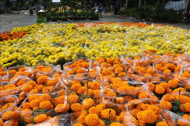 Trong ảnh: Chợ hoa xuân thành phố Cao Lãnh. Ảnh: Nguyễn Văn Trí – TTXVN