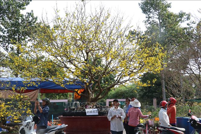 Trong ảnh: Khách đến tham quan cây mai vàng trị giá 2 tỷ đồng ở chợ hoa xuân thành phố Cao Lãnh. Ảnh: Nguyễn Văn Trí – TTXVN