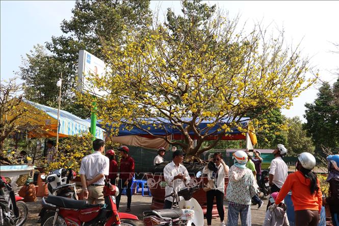 Trong ảnh: Khách đến tham quan cây mai vàng trị giá 2 tỷ đồng ở chợ hoa xuân thành phố Cao Lãnh. Ảnh: Nguyễn Văn Trí – TTXVN