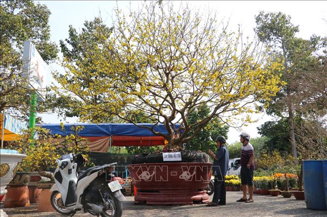 Trong ảnh: Khách đến tham quan cây mai vàng trị giá 2 tỷ đồng ở chợ hoa xuân thành phố Cao Lãnh. Ảnh: Nguyễn Văn Trí – TTXVN